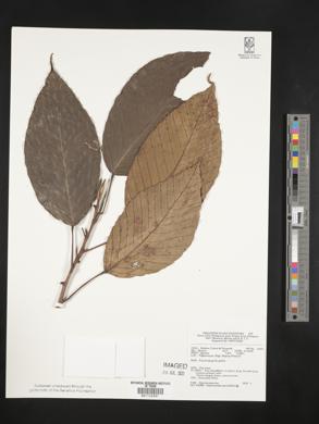 Dipterocarpus grandiflorus image