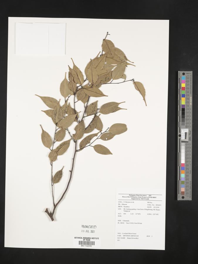 Hopea foxworthyi image