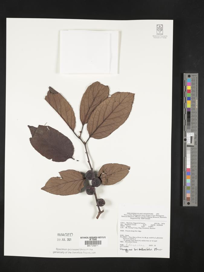 Diospyros brideliifolia image