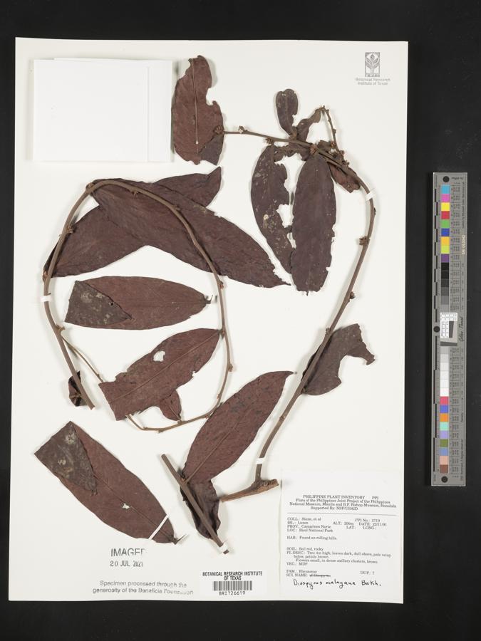 Diospyros andamanica image