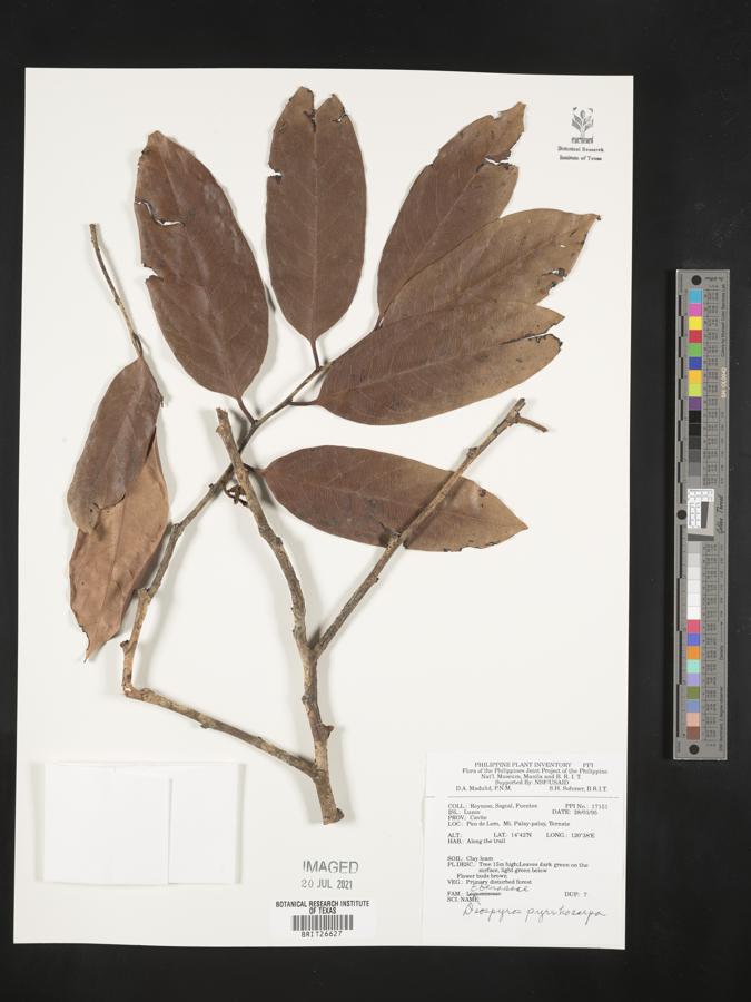 Diospyros pyrrhocarpa image