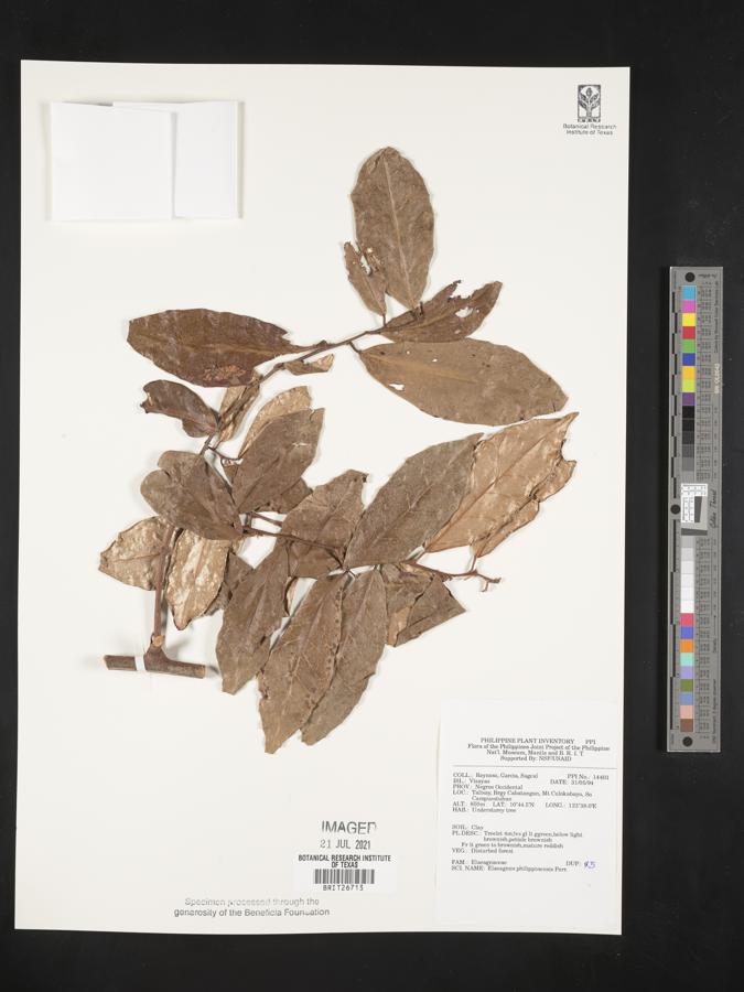 Elaeagnus philippensis image