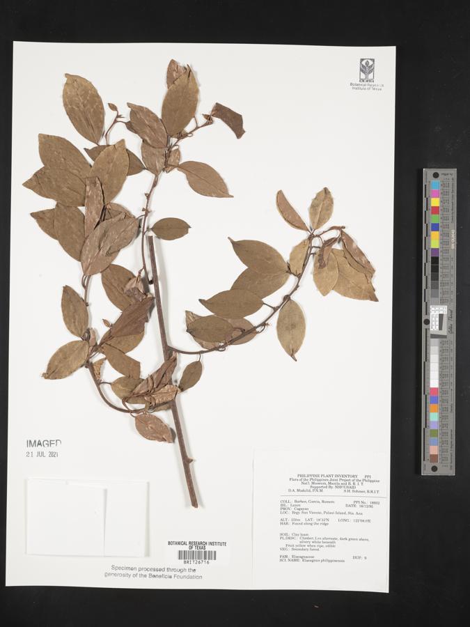 Elaeagnus philippensis image