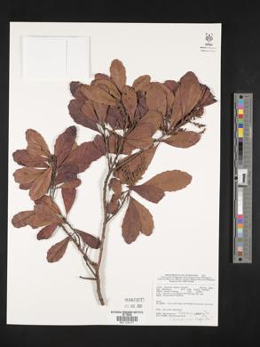Elaeocarpus argenteus image