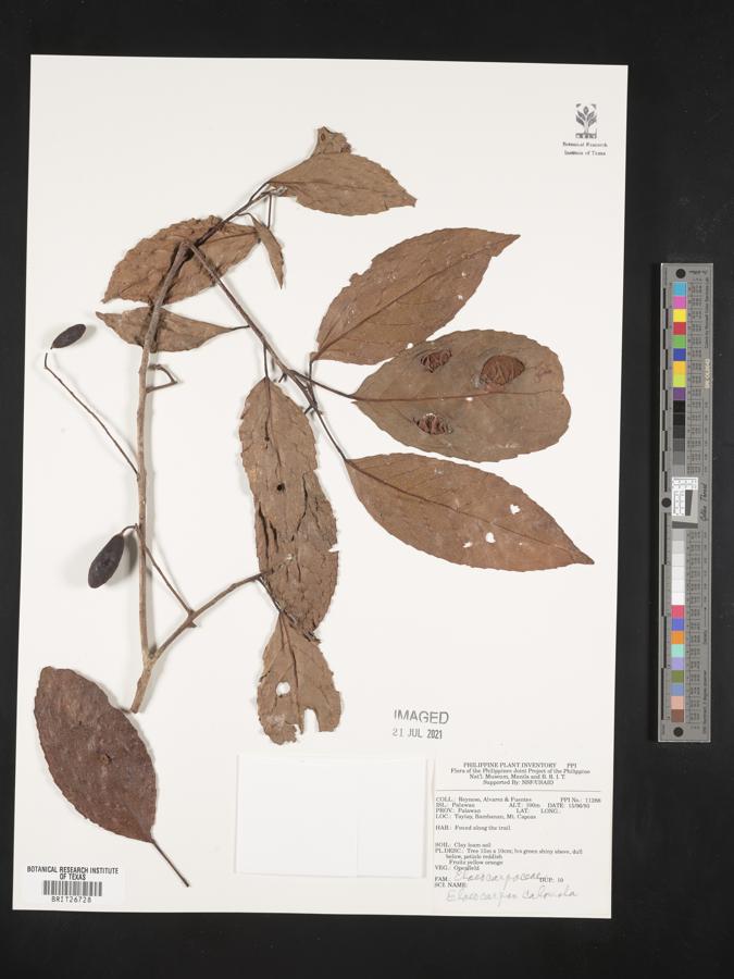 Elaeocarpus calomala image