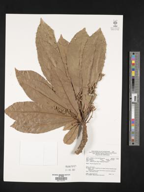 Elaeocarpus monocera image