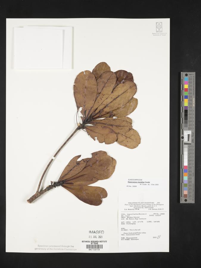 Elaeocarpus mandiae image
