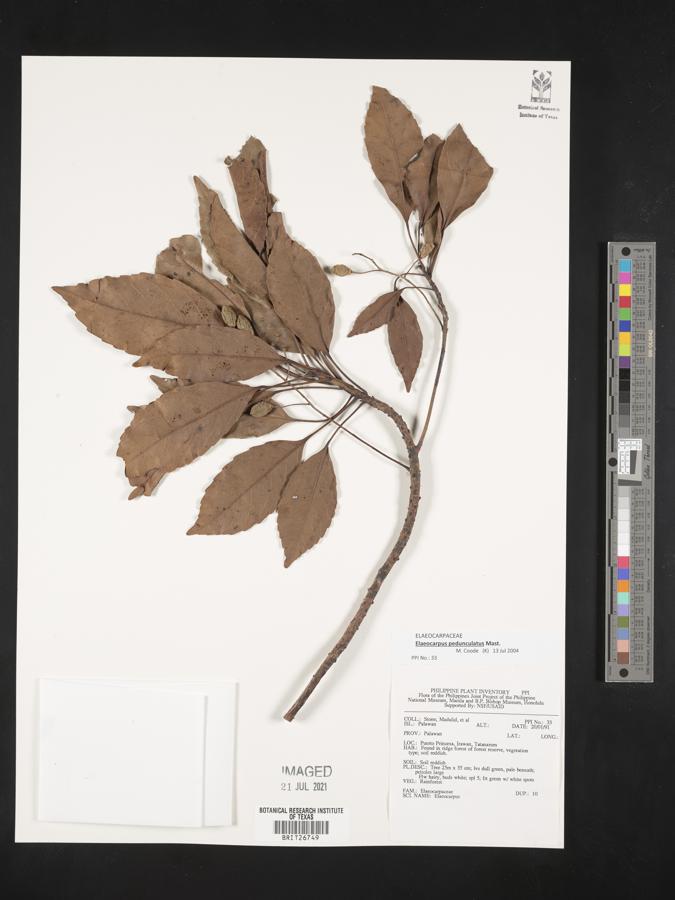 Elaeocarpus pedunculatus image