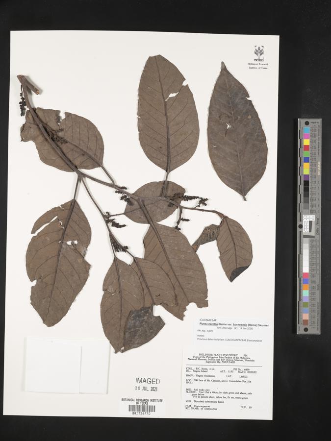 Platea excelsa var. borneensis image
