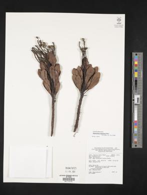 Image of Elaeocarpus argenteus