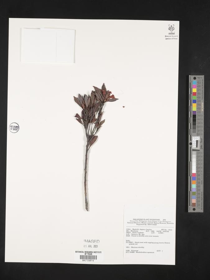 Rhododendron apoanum image