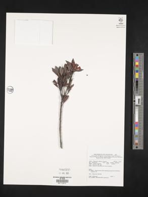 Image of Rhododendron apoanum