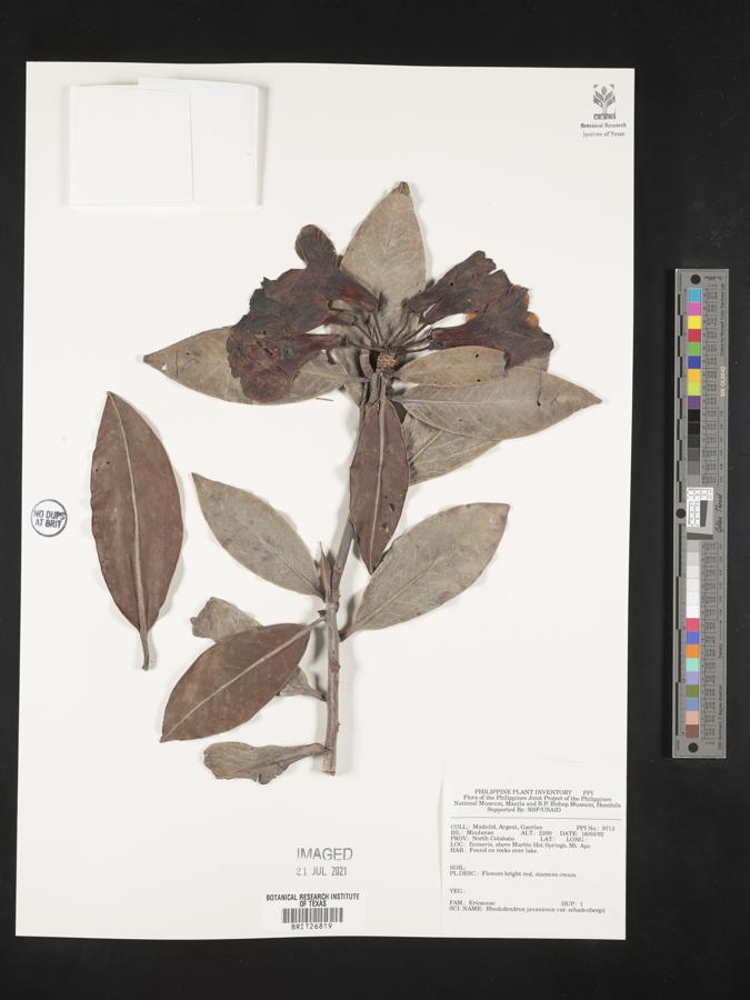 Rhododendron javanicum image