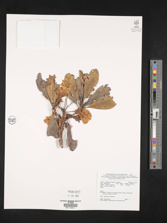 Rhododendron mindanaense image