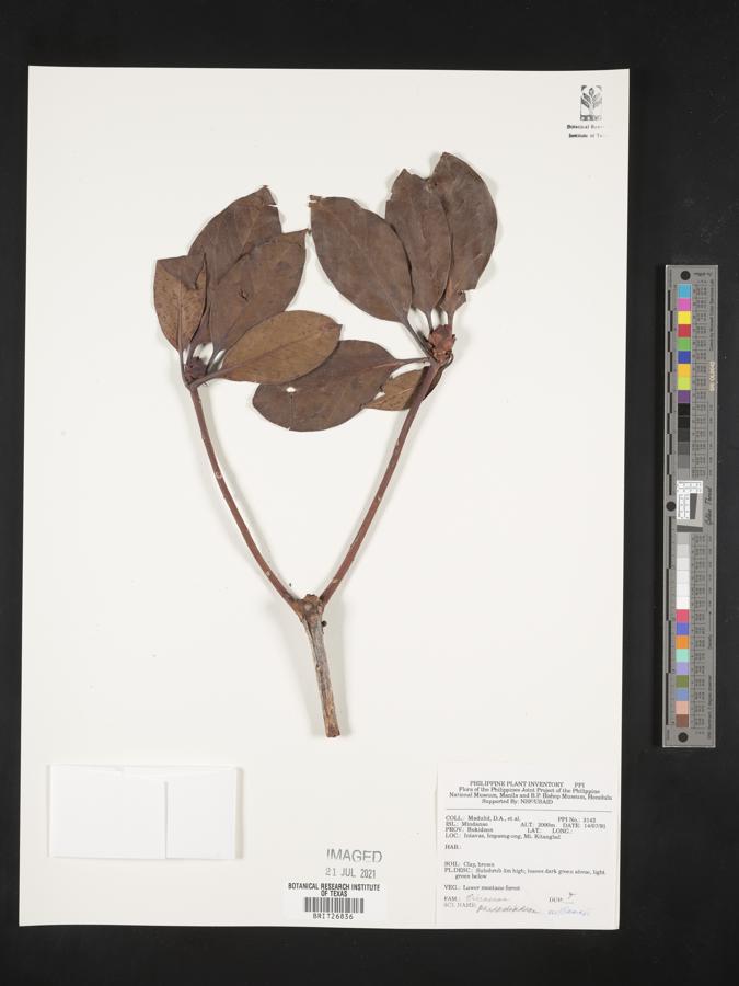 Rhododendron williamsii image