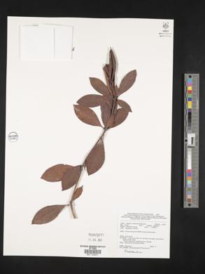 Image Associated With the Occurence