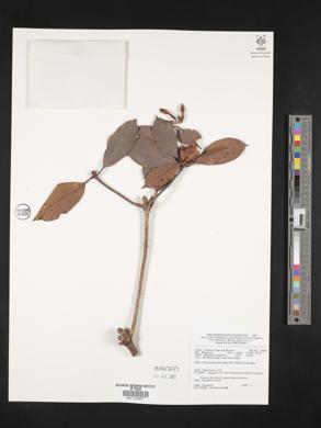 Image Associated With the Occurence