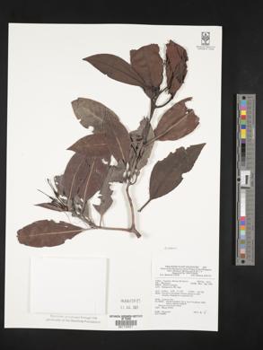 Image Associated With the Occurence