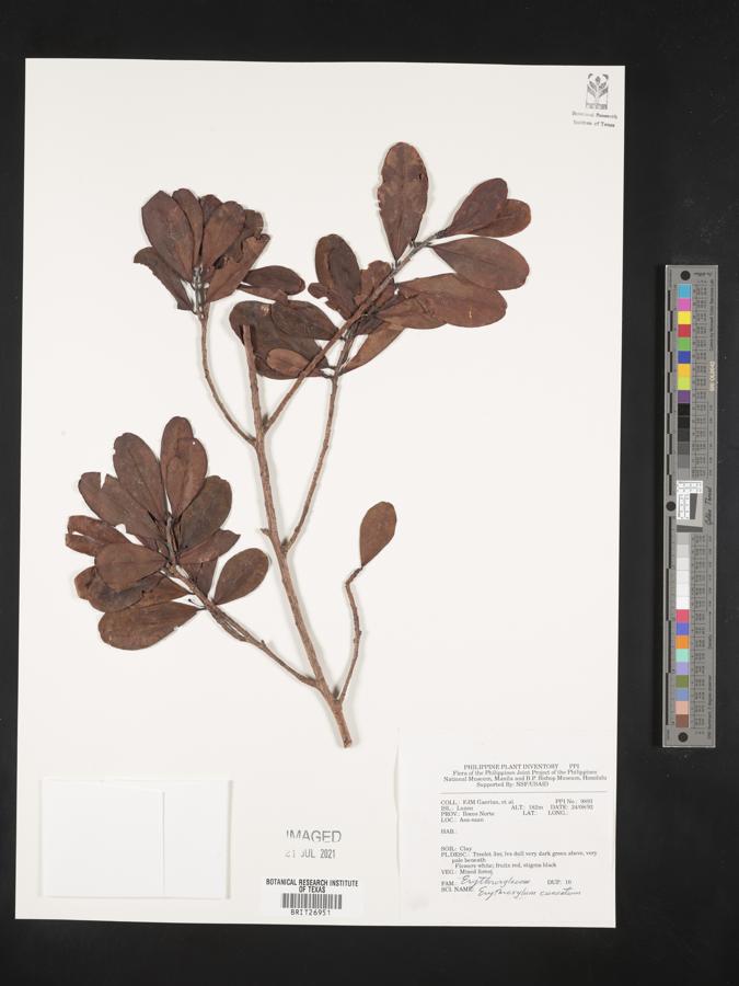 Erythroxylum cuneatum image