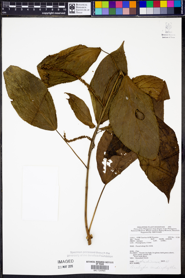 Acalypha cardiophylla image