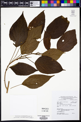 Acalypha amentacea image