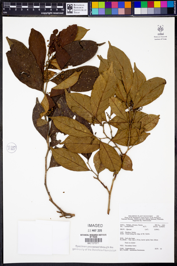 Antidesma ghaesembilla image