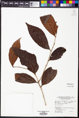 Image Associated With the Occurence