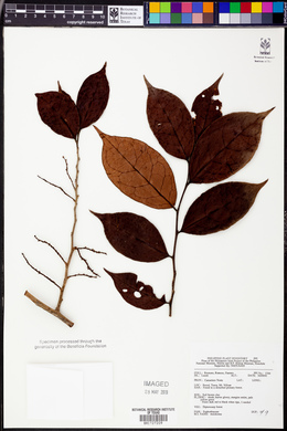Image Associated With the Occurence