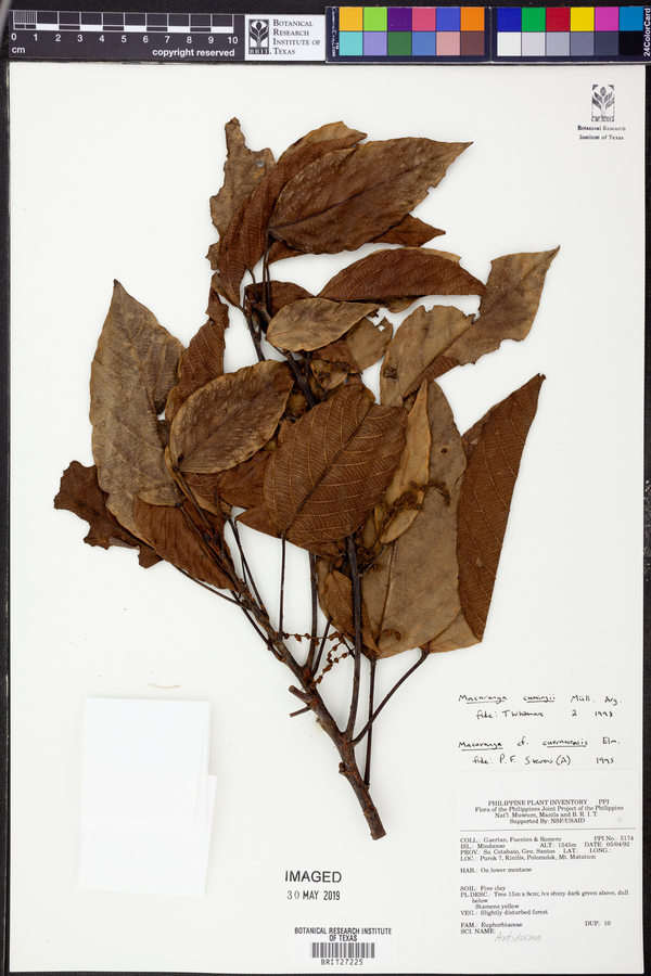 Macaranga cumingii image