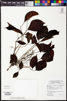 Image Associated With the Occurence