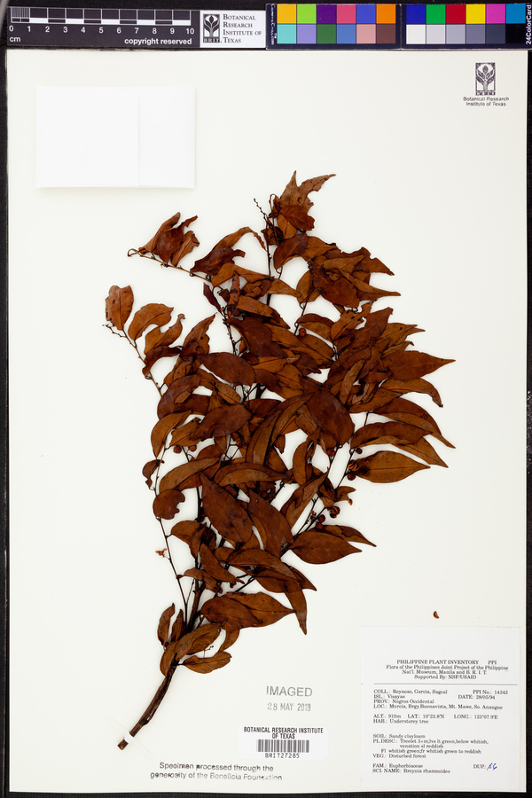 Breynia vitis-idaea image
