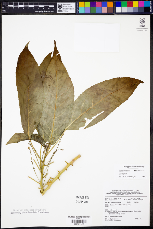 Claoxylon image