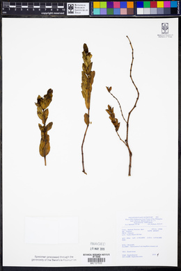 Euphorbia atoto image
