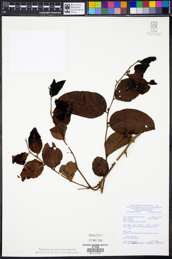 Phyllanthus albus image