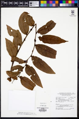 Phyllanthus albus image