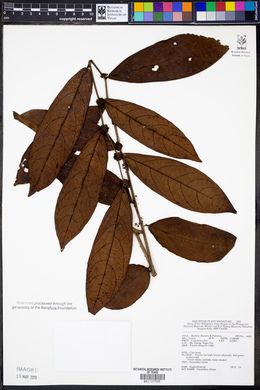 Phyllanthus albus image