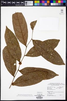 Phyllanthus albus image