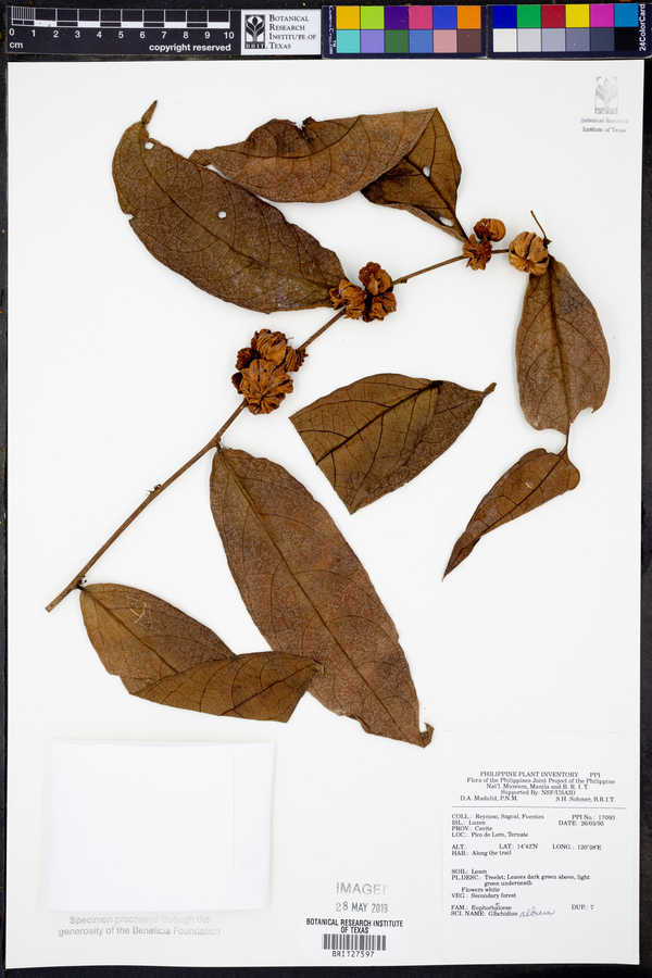 Phyllanthus albus image