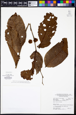 Phyllanthus albus image