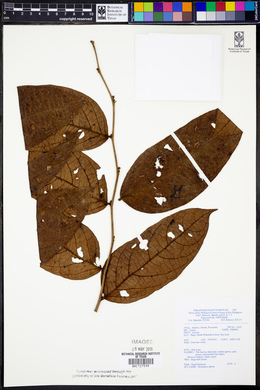 Phyllanthus albus image