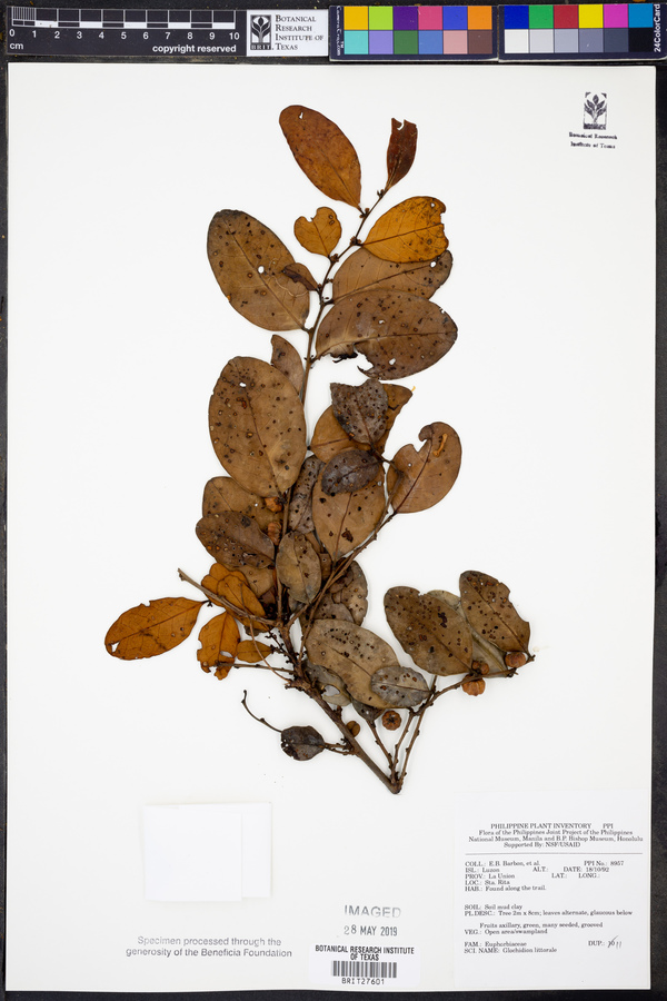 Phyllanthus littoralis image