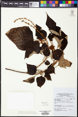 Homalanthus populneus image