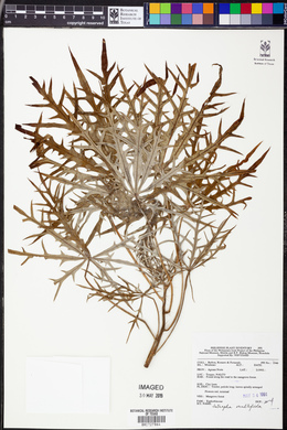 Jatropha multifida image