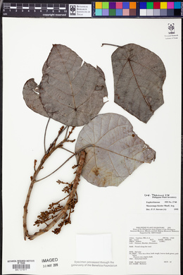 Macaranga bicolor image