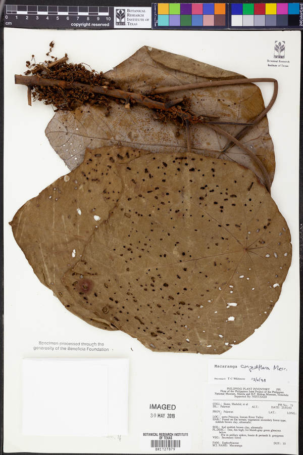 Macaranga congestiflora image
