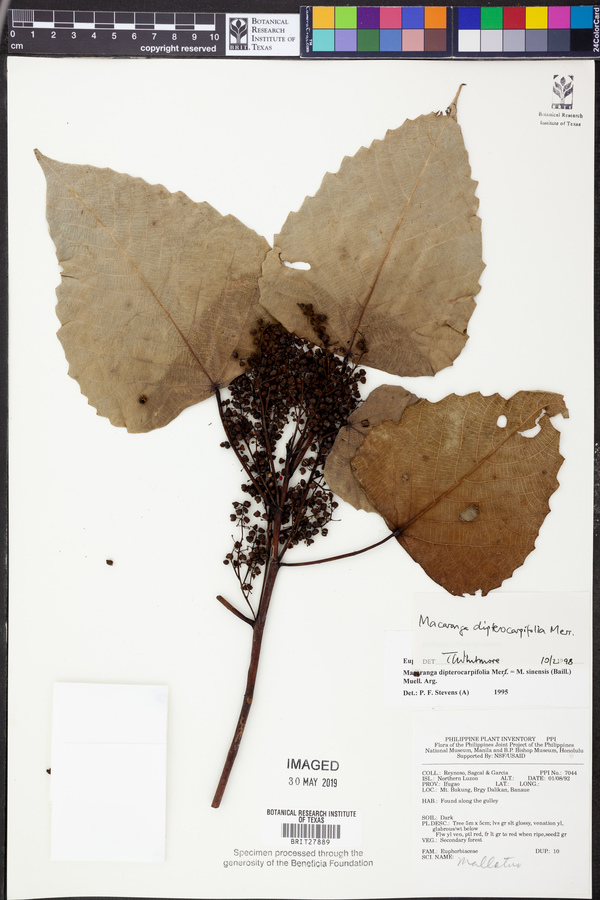 Macaranga dipterocarpifolia image