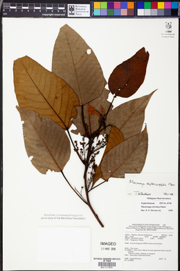 Image of Macaranga dipterocarpifolia