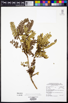Phyllanthus lamprophyllus image