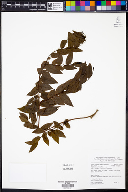 Image Associated With the Occurence