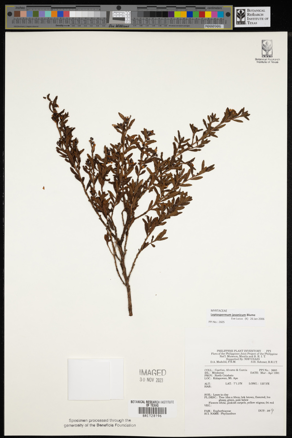 Leptospermum javanicum image